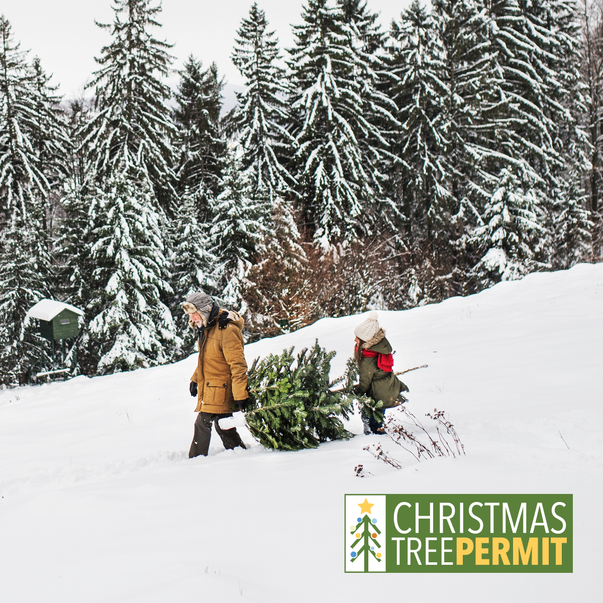 Tahoe National Forest Christmas tree permits available Nov. 7