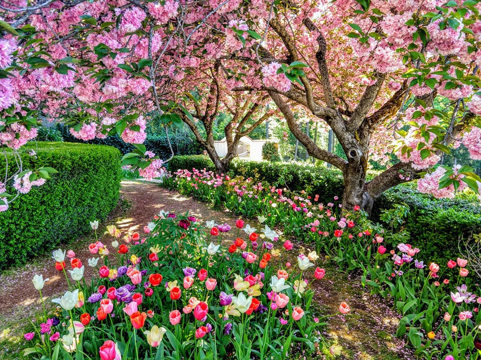 Springtime at Ananda to open in April