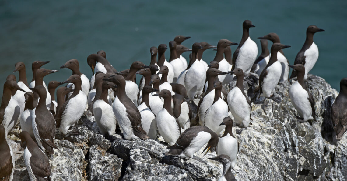 Surveys show full scale of massive die-off of common murres