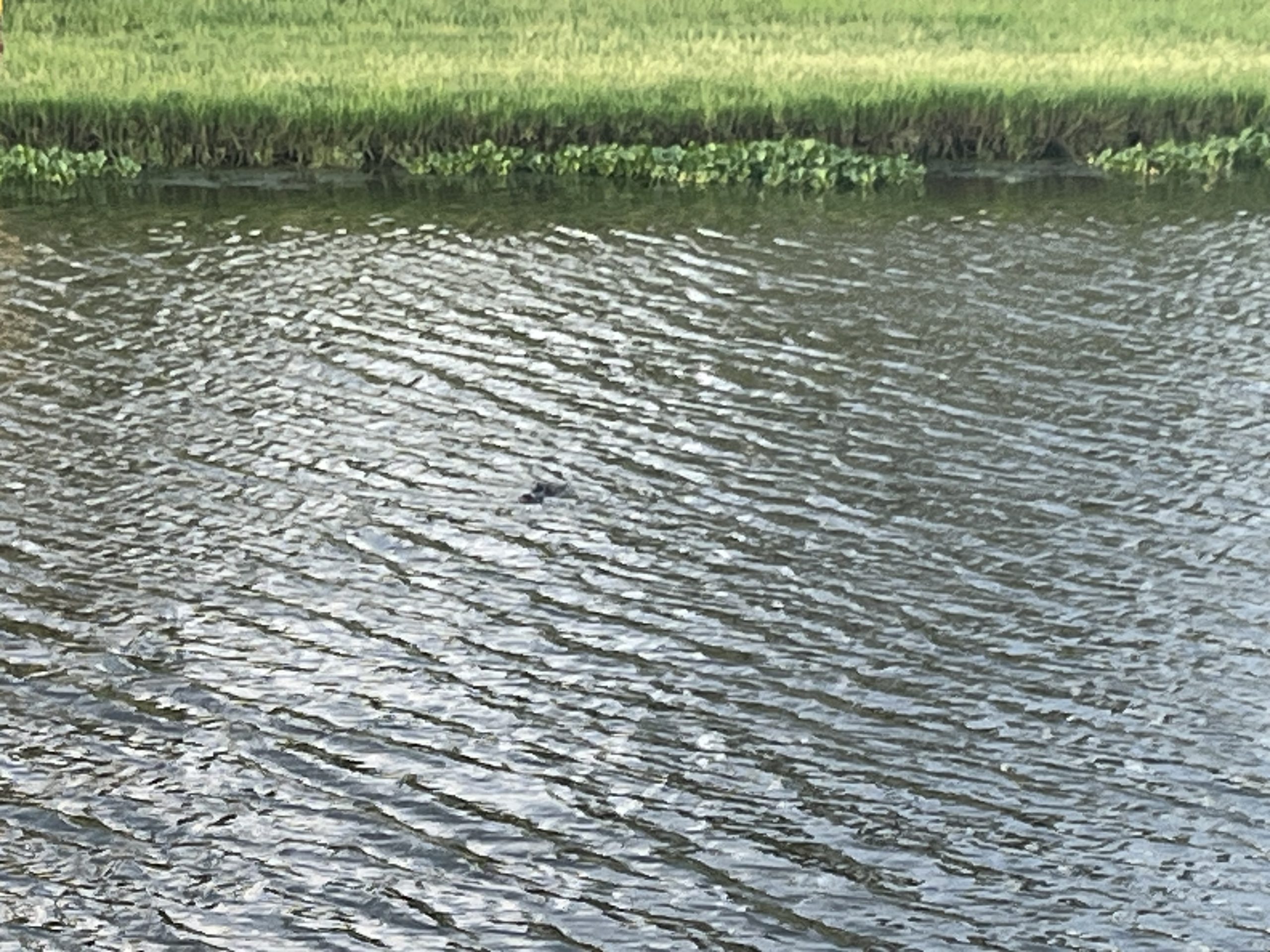 Lawsuit Challenges Trump EPA Weakening of Rules on Toxic Water Pollution From Coal-Fired Power Plants, Suspending of Enforcement