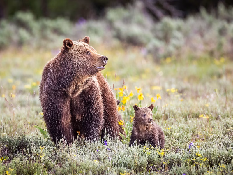 Grand Teton National Park’s famous bear, Grizzly 399, along with one of her cubs, in the fields near Pilgrim Creek, Wyoming. Grizzly 399 was struck by a car and killed in 2024. (Troy Harrison / Getty Images)