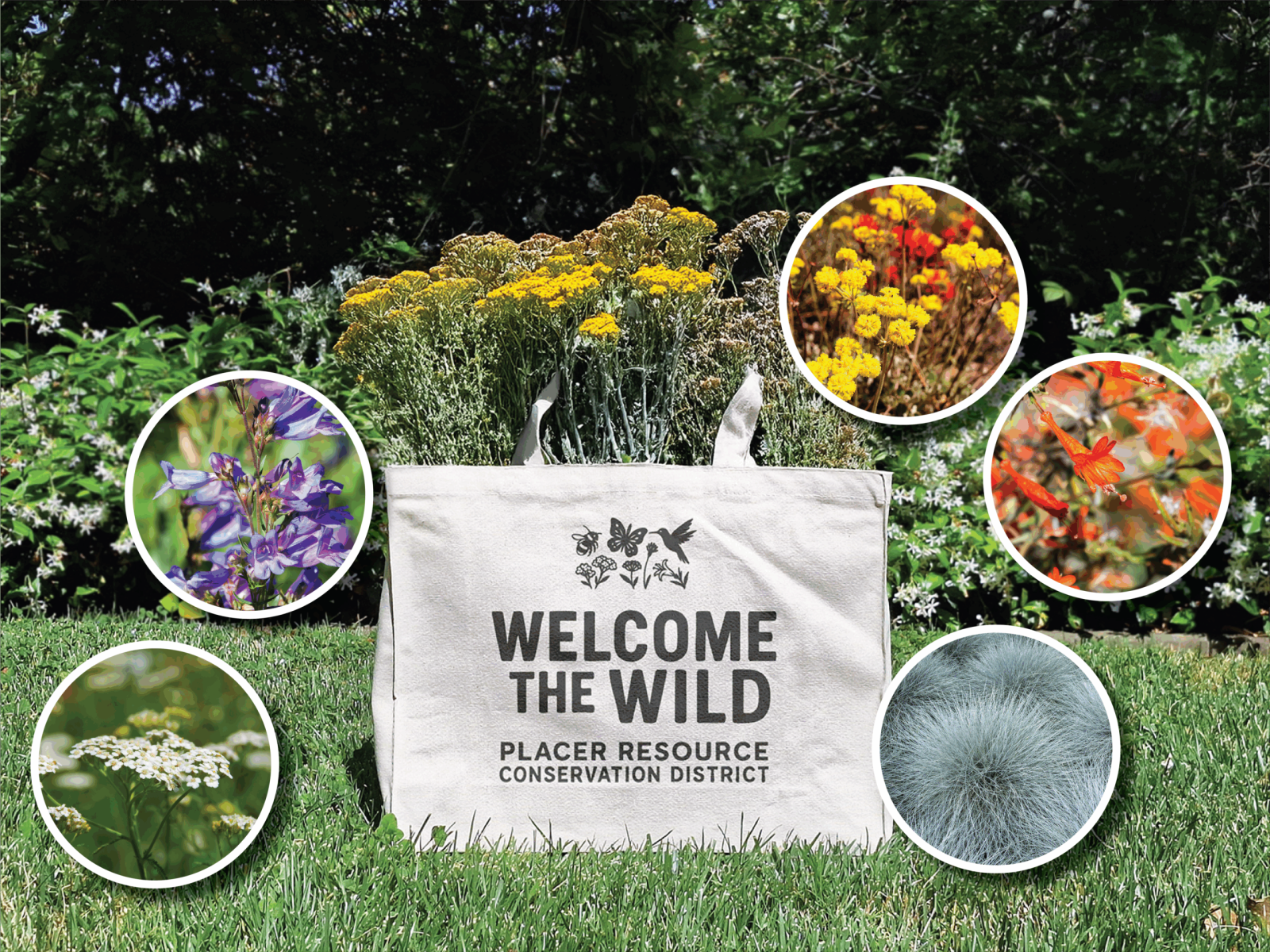 Placer RCD Offers Pollinator Patch Kits to Support Native Bees and ...