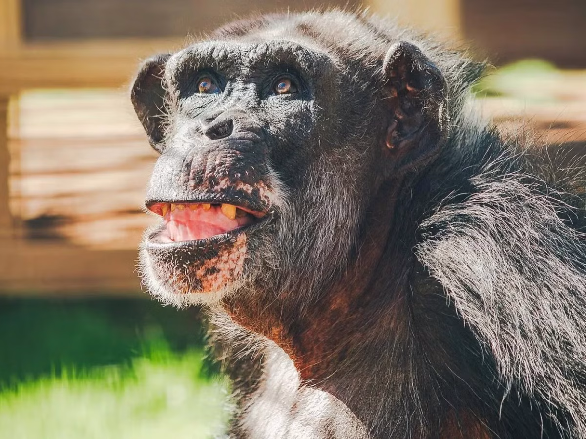 Animal testing is out. Better science is in.