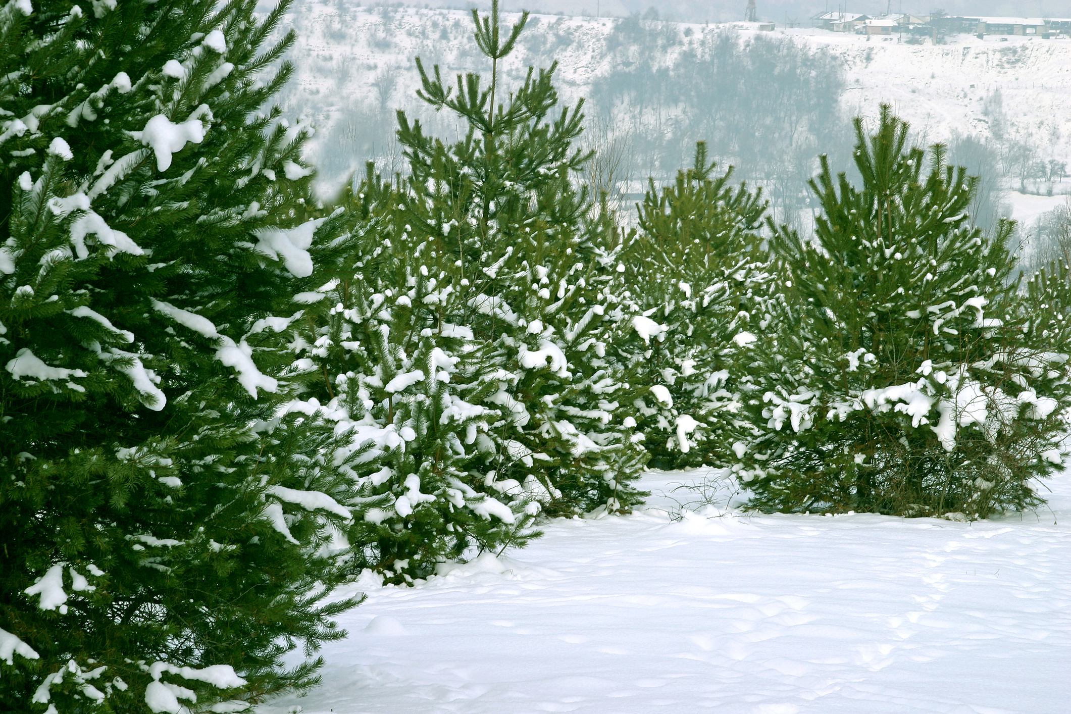 Tahoe National Forest Christmas tree permits available through Recreation.gov starting Nov. 1