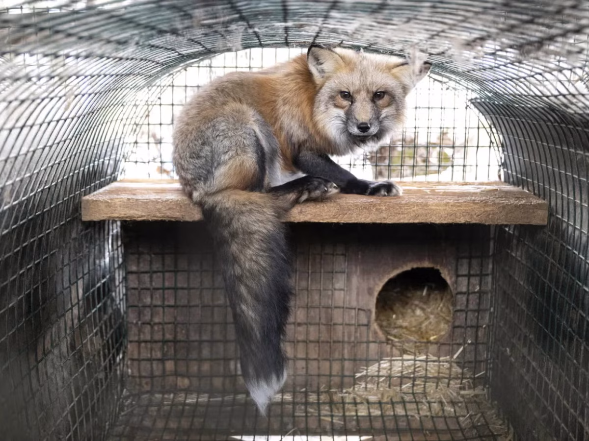 Poland and New York Fashion Week ban fur, capping off a year of wins for animals against the fur trade