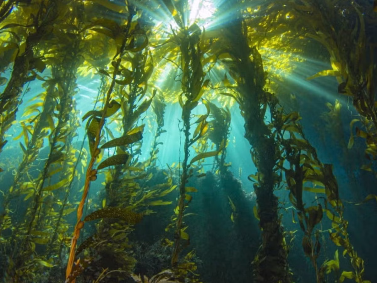 Scientists create a system for tracking underwater blackouts