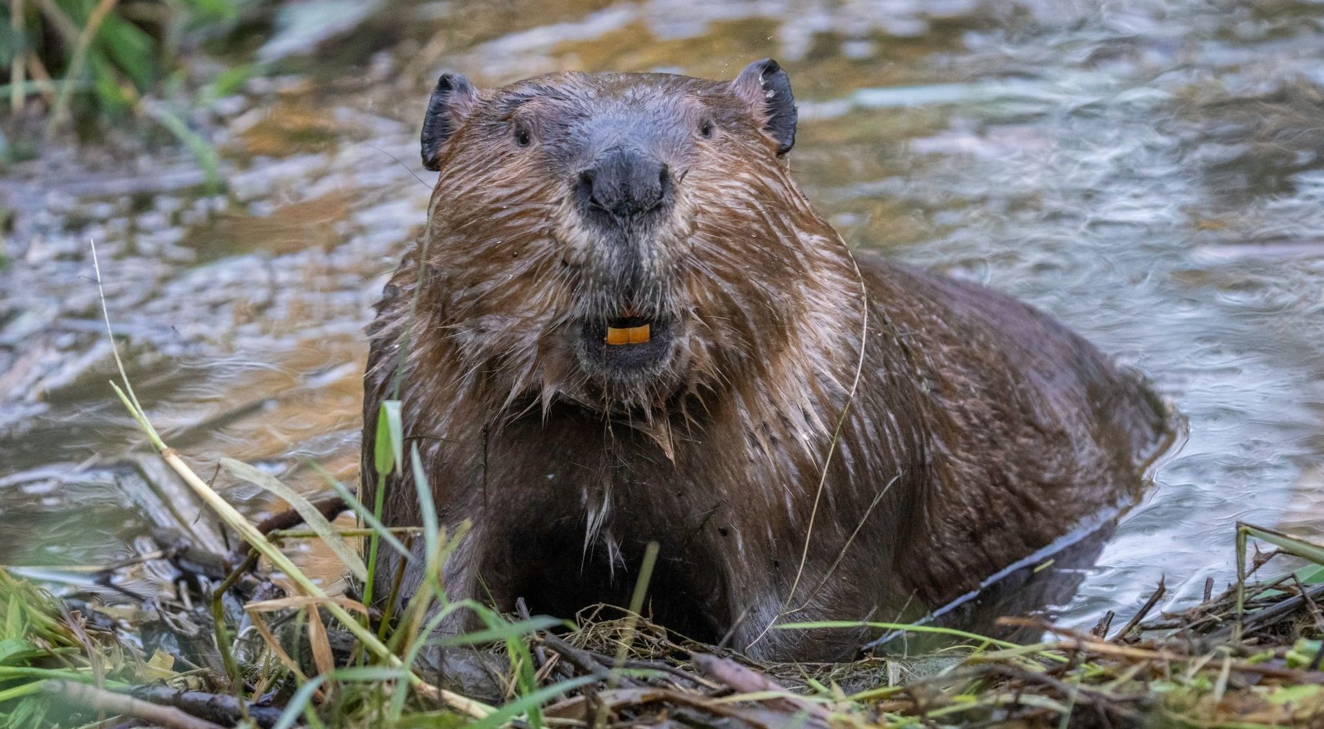 Blaming beavers for flood damage is bad policy and bad science, Concordia research shows