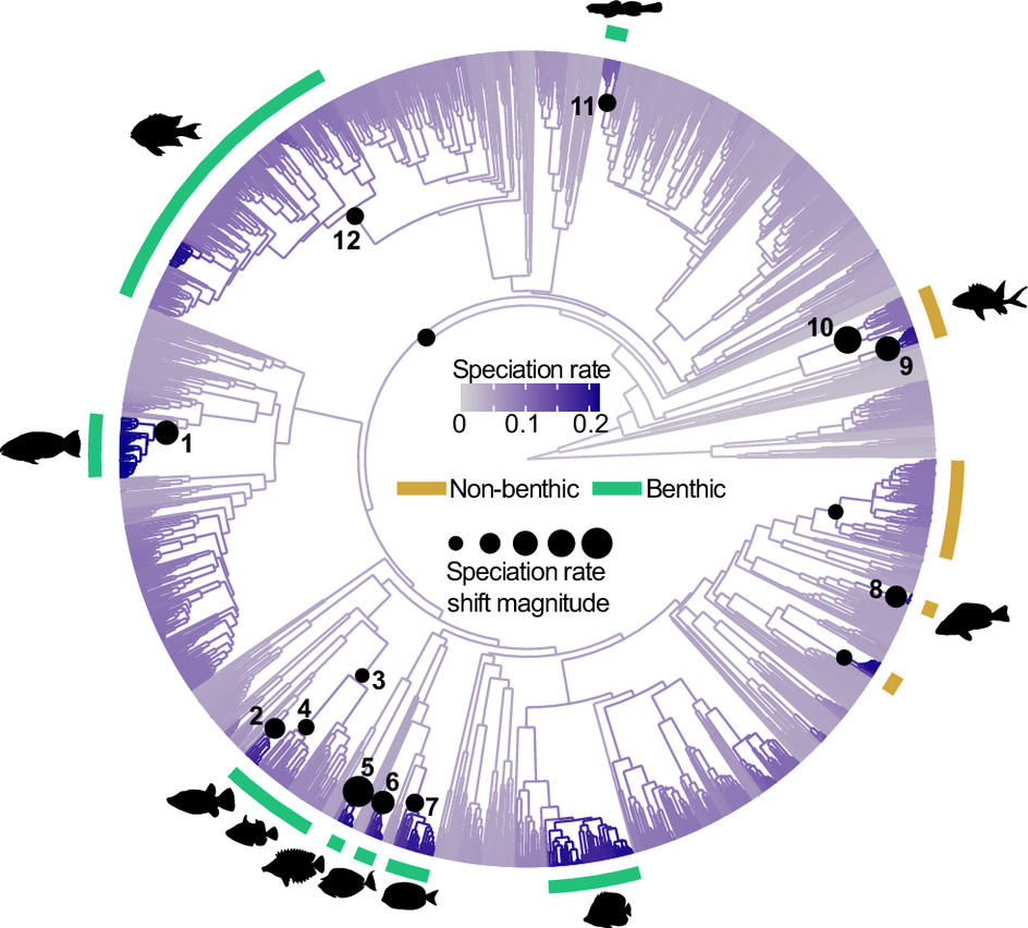 Fish Evolution Accelerated After Adapting to Eat off Hard Surfaces