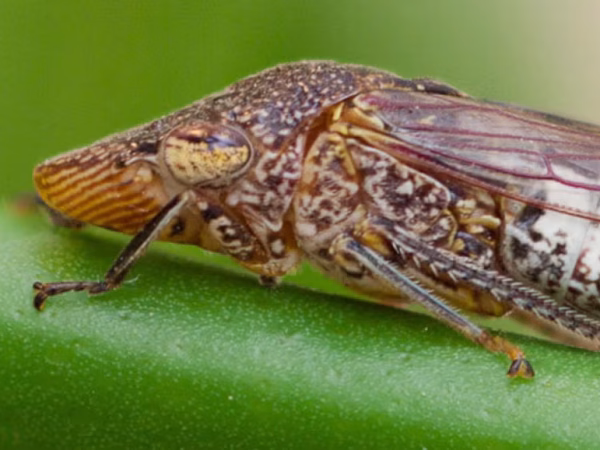 Consumer Alert: Residents Urged to Take Precautions After Invasive Glassy-Winged Sharpshooter Detected