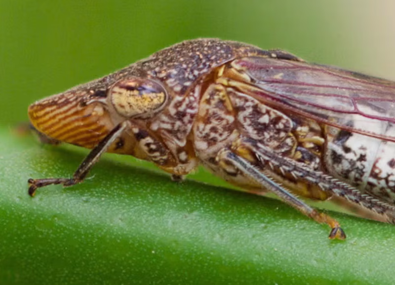 Glassy-Winged Sharpshooter, Homalodisca vitripennis