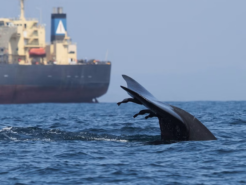 Global workshop focuses on protecting whales from ship strikes