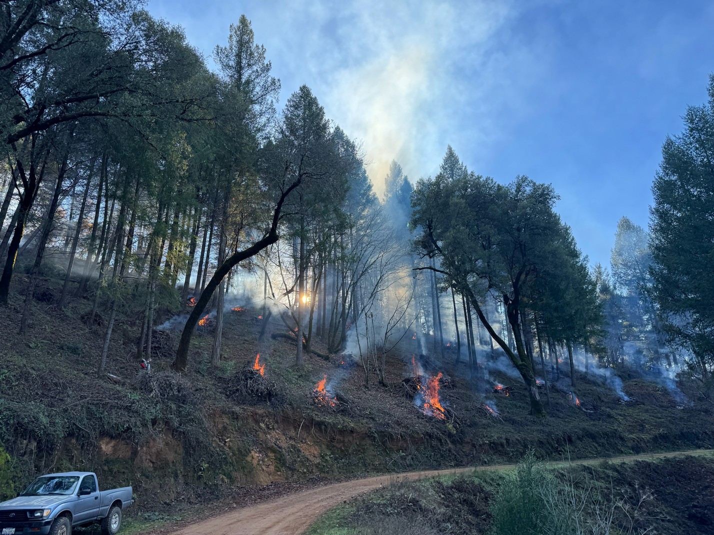 Ecological Forest Thinning Underway in the American River Watershed