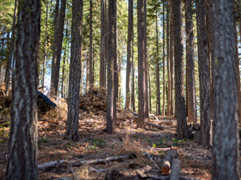 Five Years After the Dixie Fire, Northern California Communities Complete 300-Acre Wildfire Defense Project, Launch 850-Acre Expansion