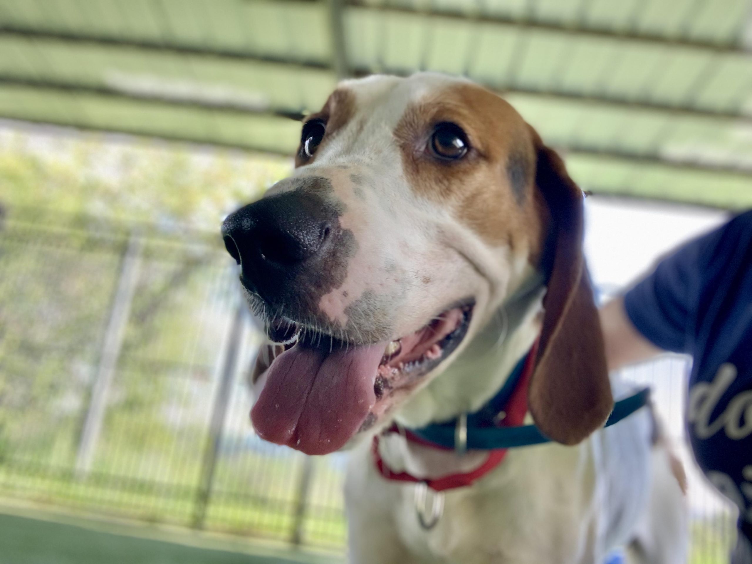 California Adopt-a-Pet Day is this Saturday